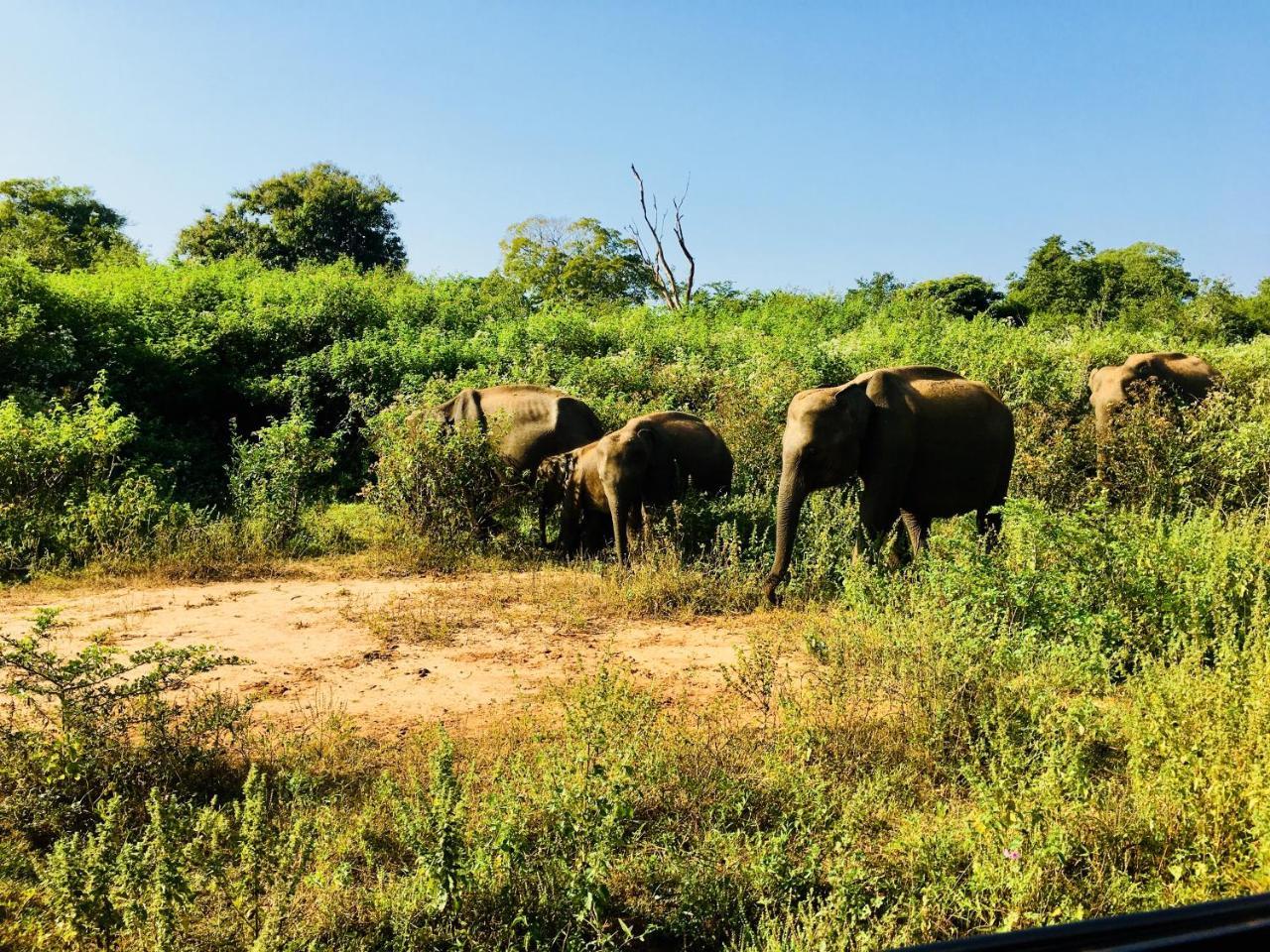 Atha Safari Resort & Riverside Camping Udawalawe Exterior foto